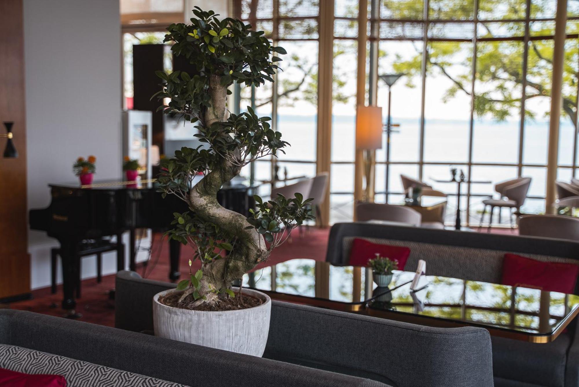 Beau Rivage Hotel Neuchatel Ngoại thất bức ảnh Ficus benjamina in a hotel lobby